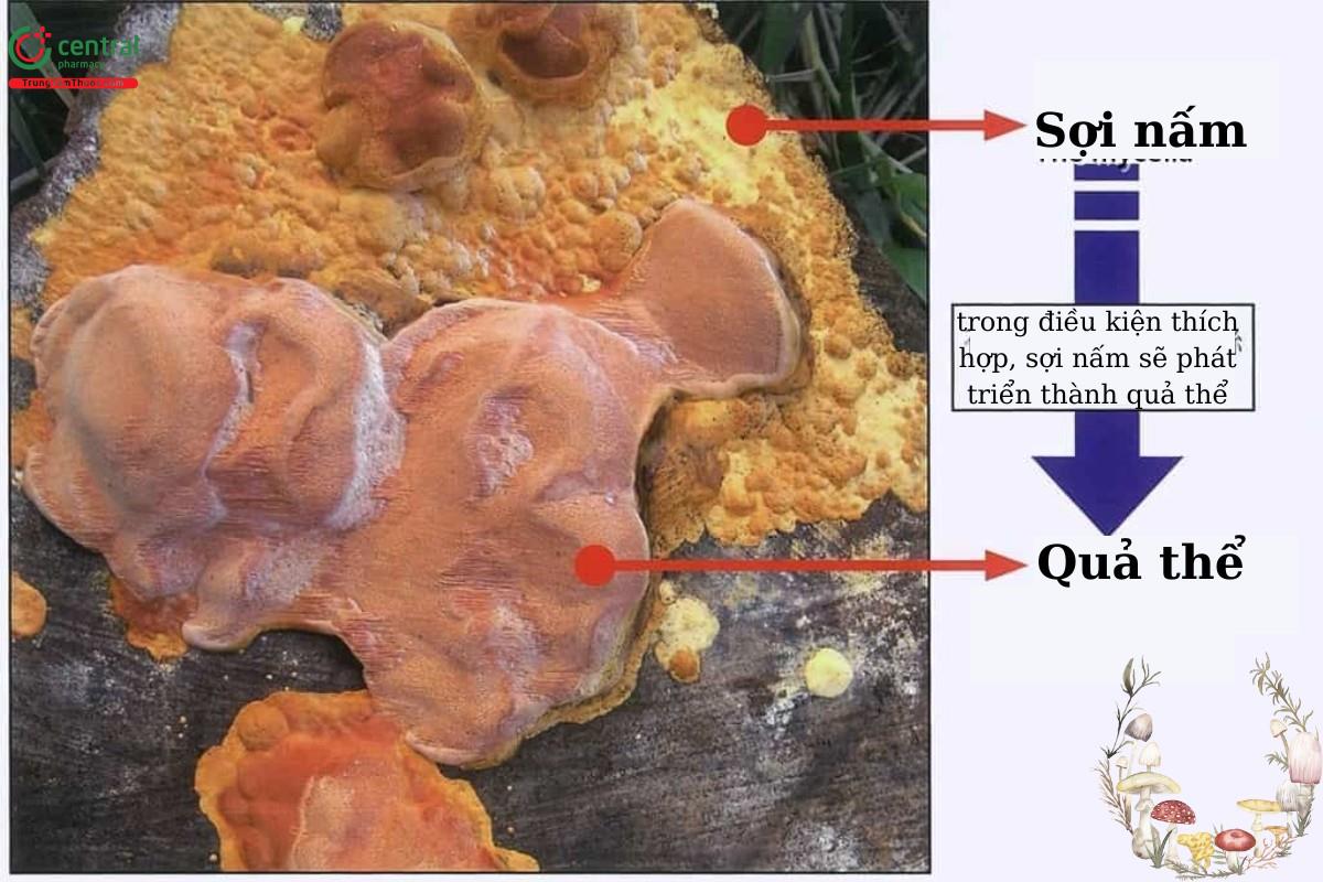 nam-nguu-chuong-chi-8