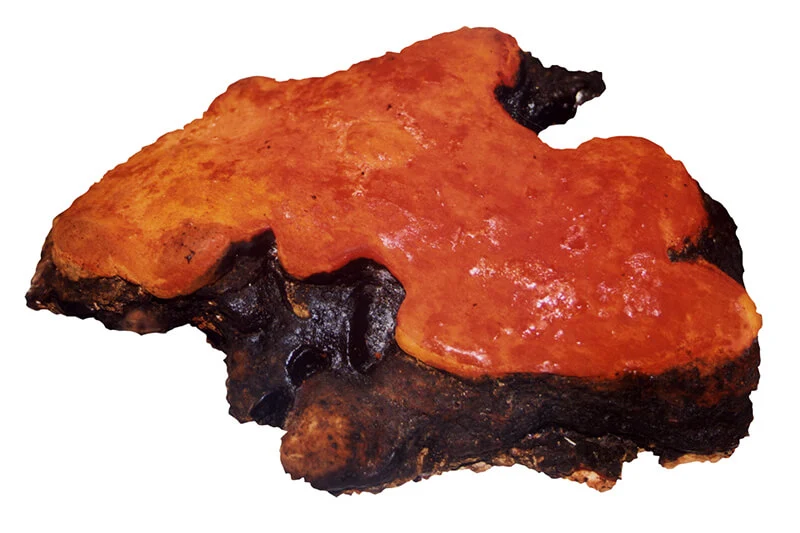 nam-nguu-chuong-chi-c5cd3e1c-03c1-40f2-8ce1-9685381e781e